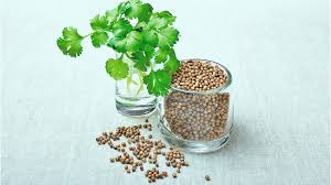 Common  Coriander Seed